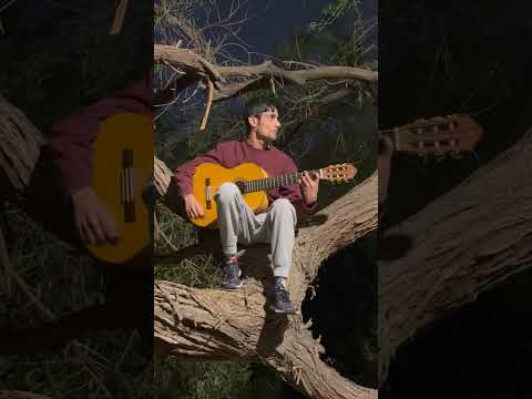 Flamenco Rumba tree