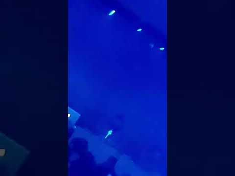 essjay audiomenace 5