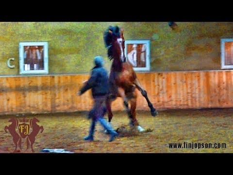 Fin Jopson - liberty training with my PSG dressage horse