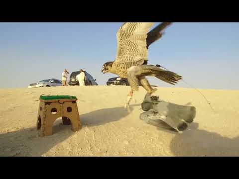Falconry In Dubai 2017/2018