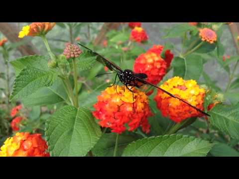 HipnopiA Butterflies View