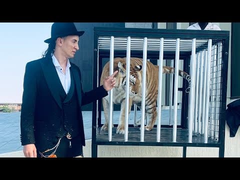 tiger show 🐅