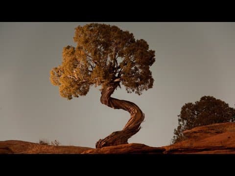 Crooked Tree - Molly Tuttle covered by Pickin On the Plains