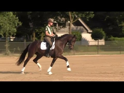 Fin Jopson - 4yo Desperados x Contago