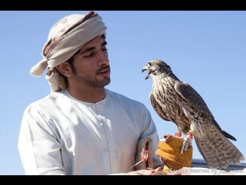 Falconry in UAE